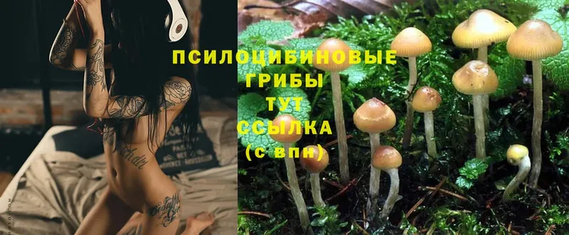 Галлюциногенные грибы Psilocybine cubensis  наркотики  Белый 